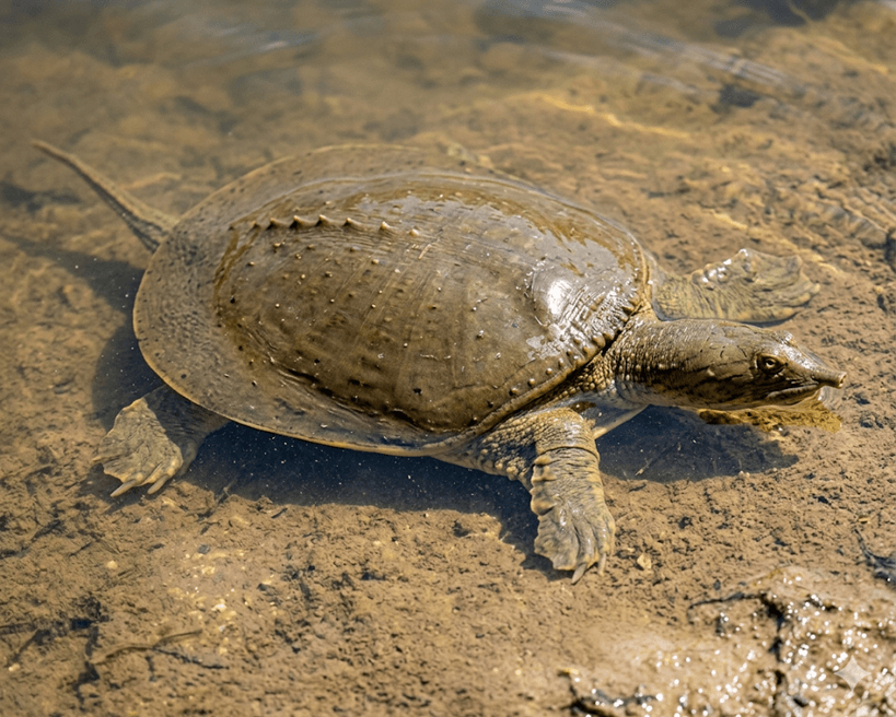 Spiny Softshell Turtle